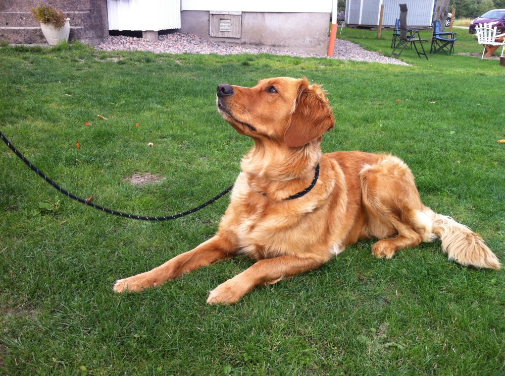 Anna Galbom med&nbsp;Nellie