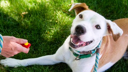 TRICKS och LYDNAD med&nbsp;KLICKER