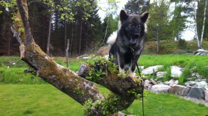 Nos- och skogsaktiviteter